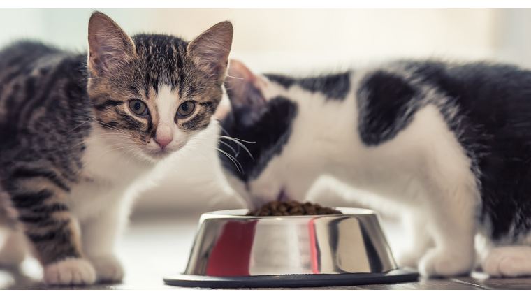 When can kittens start eating regular cat clearance food